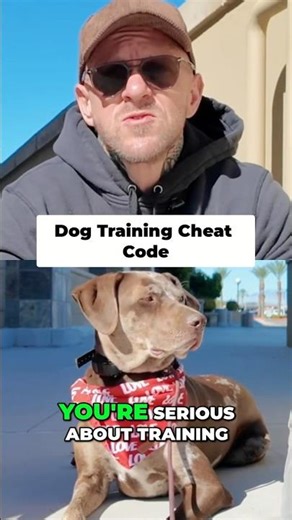Catahoula Dog Training #cheatcodes #shorts