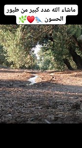 532K views · 13K reactions | Best place to hunt birds ❤️ #goldfinch #Bird_hunting #nature #jilguero #chardonnermajor #chasse #cardueliscarduelis #goldfinches #agata #pertator #birds #cage #breeding #Maroc #Algeria | Wild Bird Beauty | Facebook