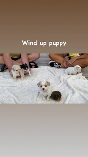 14K views · 1.2K reactions | Wind up puppy ♥️ | Trio Animal Foundation | Facebook