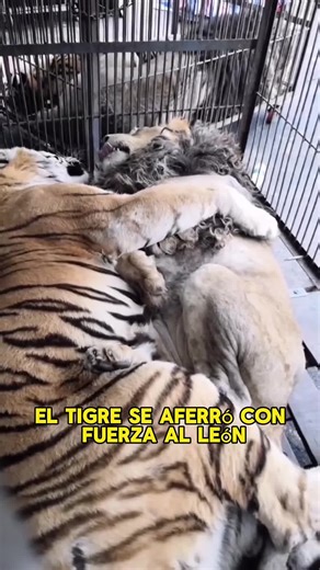 Love Between a Tiger and a Lion