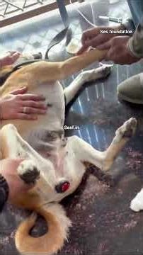 tvt case #foryou #rescueefforts #instagram #streetdog #instagood #trendingshorts #sankalapeksewa