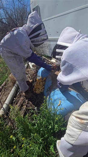 Understanding the Dangers of Africanized Honeybees