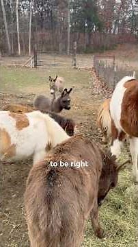 Baby Donkey Meets The Herd! #mini #donkey