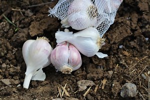 How to Plant Garlic | The Prairie Homestead