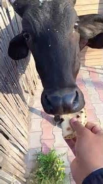 #narayan har jiv me..