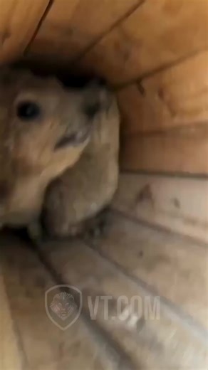 A man argues with a tree rat — he tries to talk nicely to it through a small hole, but the rat stubbornly refuses and argues back with harsh squeaks. The rat rejects everything the man says, trying to protect his wife and even getting angry when the man calls her cute. This video shows how loyal the tree rat is and how much he wants to protect his mate. It’s a hilarious scene because the rat’s behavior is both funny and incredibly adorable.” 🐿️😂💕 #animals #funnyvideos #trending #randomvideo #