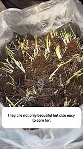 2.7K views · 19 reactions | Ranunculus Mix Color Bulbs for Planting | Terra Nursery | Facebook