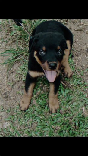 Then🫣 vs Now☠️#doglover#rottweiler#trending#viral#shorts#foryou#doglife#fyp