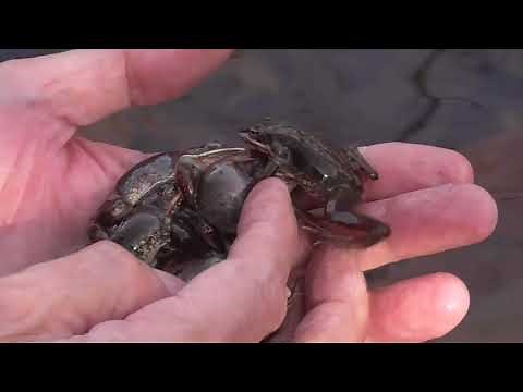 Wood Frog Mating Ball! Multiple Amplexus!