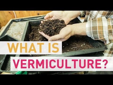 What Is Vermiculture?