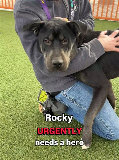 Rocky needs a hero! 🚨 At just 11 months old, he’s struggling in the shelter. Rocky hates being in his kennel. He’s anxious and stressed, pacing constantly, knocking over his water bucket, and walking through his poop. We’re doing everything we can for him. Rocky attends shelter playgroup and works with our training team every day. By getting him out of his kennel, teaching him new things, and allowing him time to run and play with other dogs, we’re providing an outlet for his stress and excess 