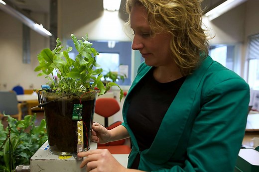 Plant-e, ou comment produire de l'électricité avec des plantes