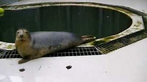 Grey seals sing Star Wars theme song as they learn how to mimic speech and music