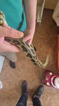 des nouvelles de ma Morelia spilota variegata #reptiles #python #serpents