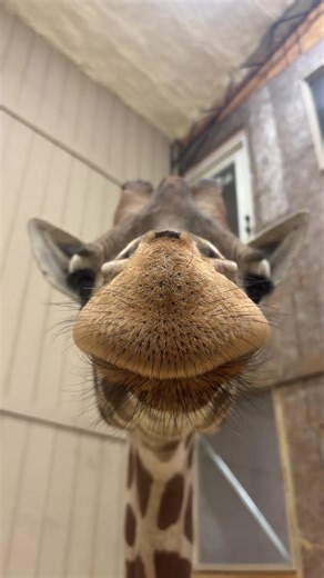 Meet Yoshi, the Huge Animal Fan!