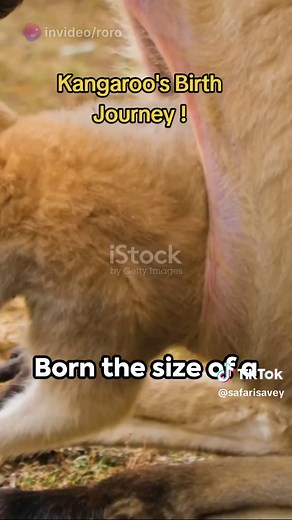 The Fascinating Birth Journey of a Kangaroo