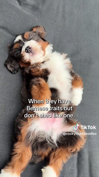 Understanding the Bernedoodle: Why We Love This Hybrid