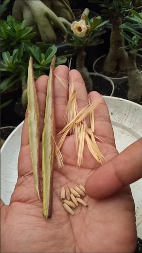 The Process of Separating Adenium Seeds Before Planting