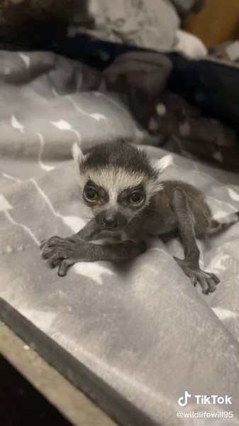 Adorable 3-Day-Old Lemur at the Zoo