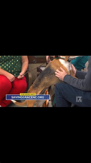 3.9K views · 71 reactions | On this week’s Animal Adoption Journey,...