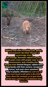 The Sweet but Short Life of a Rabbit 🐰💛 #RabbitFacts #WildlifeUSA #AnimalTruths #PetCareTips #1MinuteAnimals #InterestingFacts #Facts #BeautifulNature | Beautiful Nature