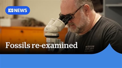 Fossilised shell at the Museum and Art Gallery of NT re-examined