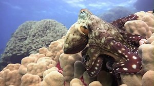 Curious what an octopus eats? Teach kids by dissecting a gelatin-dessert-filled, plastic glove “stomach” of a marine consumer. Download @SailorsForTheSea's free "Ooey Gooey Animal Guts" Kids Environmental Lesson Plan. https://bit.ly/3dtdWO2 #StayHome | Oceana