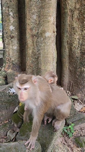 2.8K views · 34 reactions | Amazing all monkey playing on stone GC1 #reels #monkey #animal #wildlife #baby #viral #cute | W&v | Facebook