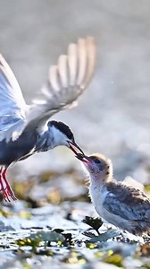 We captured a heartwarming moment: a whiskered tern gently feeding its chicks. Nature's tenderness at its finest! #birdwatching #wildlifemoments #naturelovers #parentinginnature #loveinwild #WildChina | Miss Panda