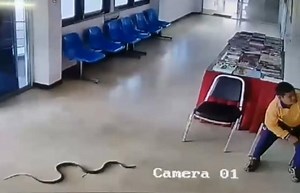 Snake Slithers Into A Police Station & Attacks Man Sitting Inside!