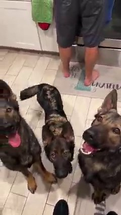519K views · 10K reactions | Jade, Jasper and Jet react to seeing the ocean for the first time   I think the doggos were a little bit shocked to go from freezing cold snow to summer temperatures #puppylove #dogs #puppy #dog #germanshepherds #germanshepherd #dogsofinstagram #puppyoftheday #doglover #vacation #florida | Jade the Sable GSD | Facebook