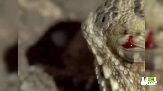 7 craziest animal encounters caught on camera