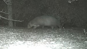 Experts Weigh in After Mystery Creature Spotted in Texas