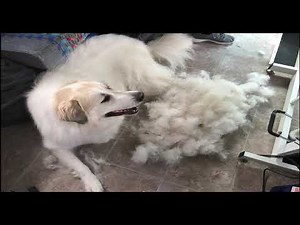 GREAT Pyrenees DE SHEDDING