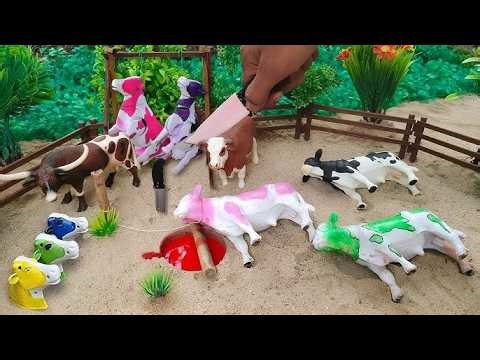 Wadidau Proses Potong Sapi Kurban, simulasi potong sapi qurban idul Adha