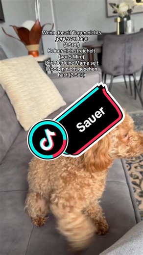 Sauer über das lange Warten: Hundevideo mit Emotionen