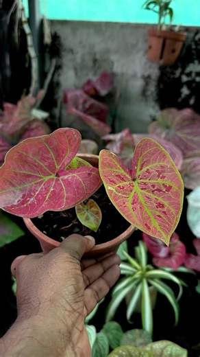 Caladium❤️❤️ #shortsvideo #garden #gardening #plants