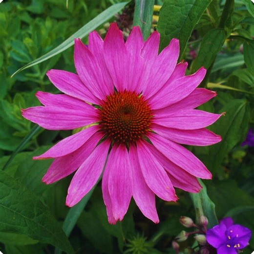 Purple Coneflower Seeds 200 Pcs – Echinacea Purpurea Perennial Garden Flowers - Etsy