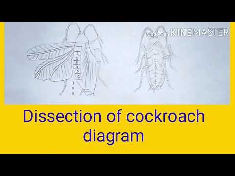 Dissection Of Cockroach Diagram