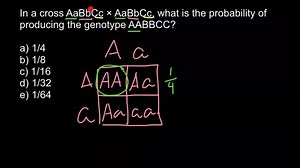 How to find probability of the certain genotype as result of the cross of the two genotypes | Nikolay's Genetics Lessons