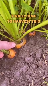 Does Size Matter? 🥕 #sizematters | The Grumpy Munchkins