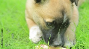 Young dog chewing big bone. Young domestic puppy is passionately chewing a bone larger than him