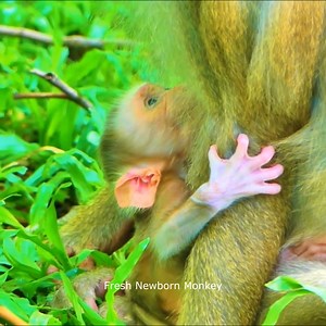 Fresh Newborn Monkey on Reels