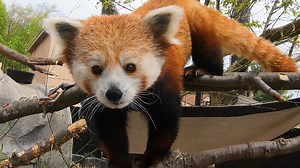 721 reactions · 101 shares | Are you a fan of red pandas? If so, you definitely want to visit your Akron Zoo this Saturday, Sept. 18 for International Red Panda Day! We'll be celebrating Coco, Lulu and Penny - and red pandas in general - throughout the day. There will be meet and greets with a red panda mascot, crafts, keeper talks and more! Learn more at https://www.akronzoo.org/red-panda-day. | Akron Zoo | Facebook