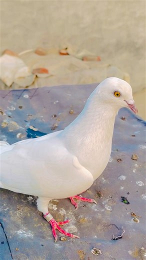 Beautiful Punjabi kabootar | #shorts #shortvideo #shortsfeed #youtubeshorts #kabootar