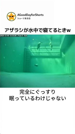 アザラシたちが寝ている様子をタイムラプスで撮影した映像 🦭