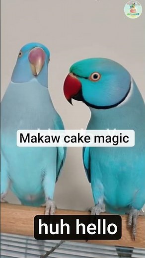 🐦 Beautiful Blue Ringneck Parrots Talking - Adorable Pet Birds