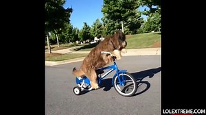 Dog Vines Greatest Hits Compilation 60  Funny Dog Vines