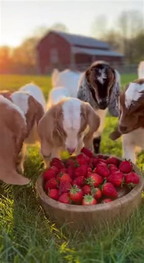 ‏"Real Baby Goats Eating Strawberries – Too Cute to Handle! 🍓🐐🇺🇸"Ba...