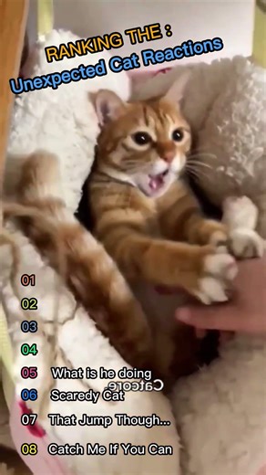 Ranking the unexpected cat reactions 2026, Snoutify Zoo 😍 #shorts #cat #cute #funnycats #pets